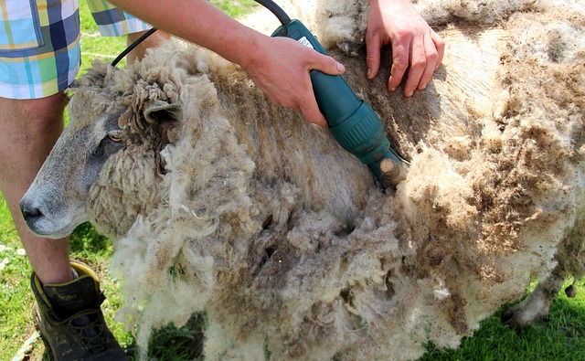 Carpet Carving & Shear Details vs Alternatives : My Honest Hands-On Comparison