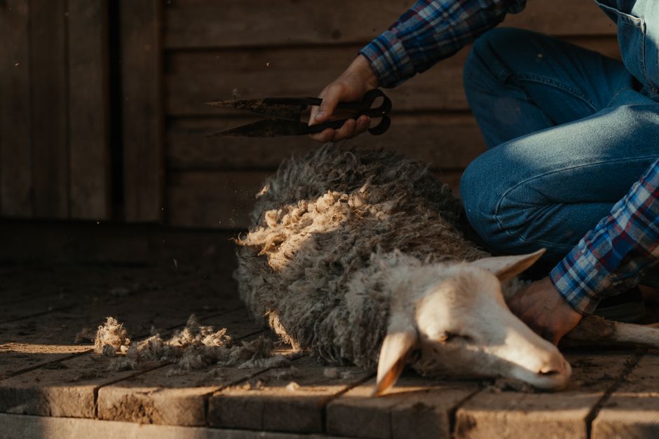 Common Myths About Carpet Carving & Shear Details I Stopped Believing